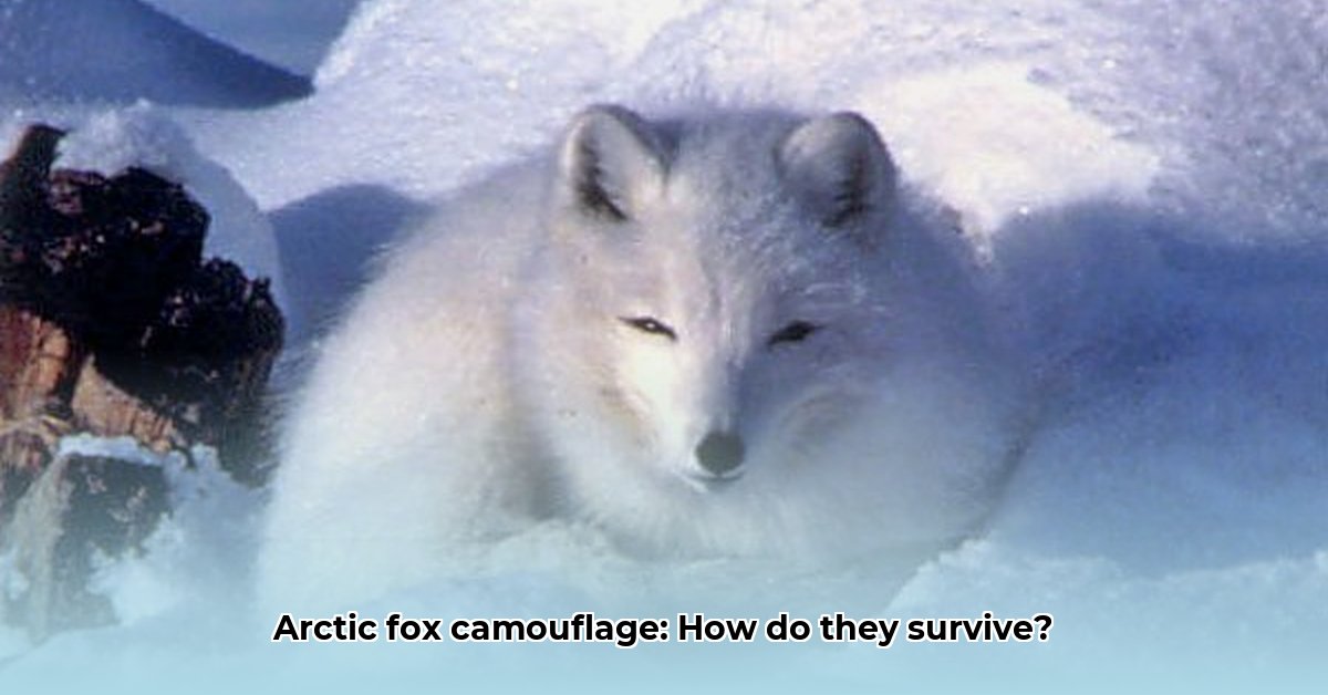 Arctic fox camouflage survival secrets revealed arctic fox